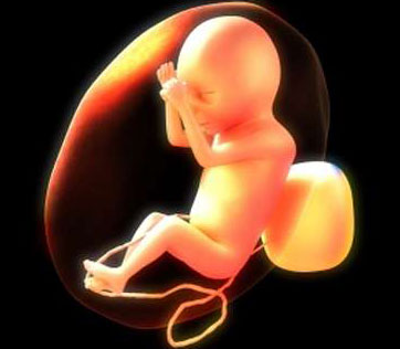 Thai nhi có trí nhớ ngắn hạn ở giai đoạn 30 tuần tuổi