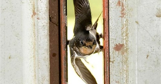 Chim lách qua khe hẹp như máy bay tiêm kích