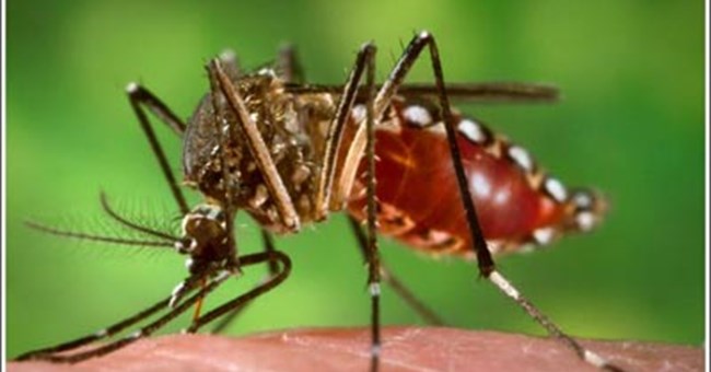 Dùng muỗi tiêu diệt muỗi