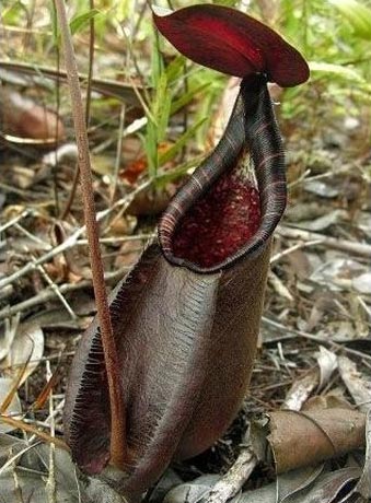 Khám phá thế giới cây nắp ấm
