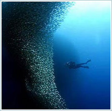 "Bức tường" cá khổng lồ dưới biển