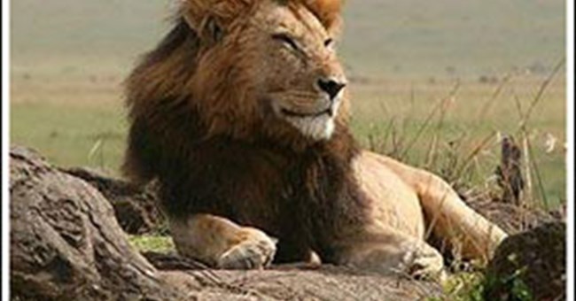 Sư tử ở Kenya sắp tuyệt chủng