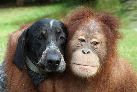 Tình bạn kỳ lạ của động vật