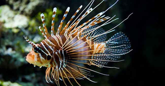 10 loài sinh vật biển đáng sợ nhất 