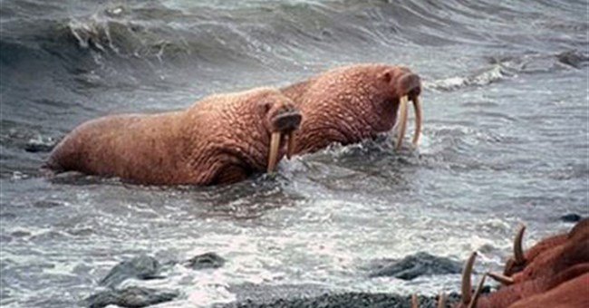 Hải mã tháo chạy vì băng tan ở cực bắc