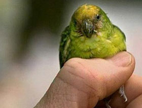 Phát hiện loài vẹt chỉ nhỏ bằng ngón tay cái