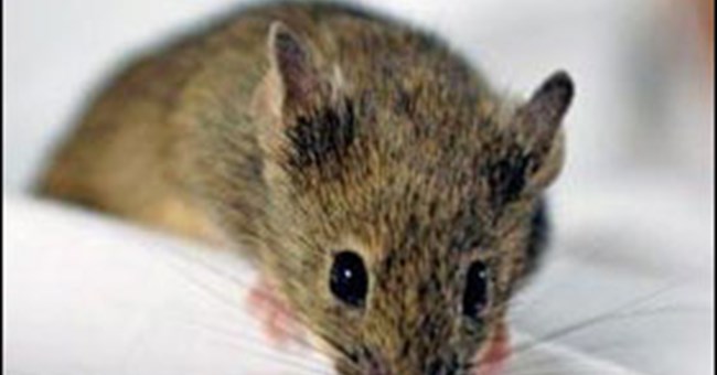 Chuột bay lượn trong không trung