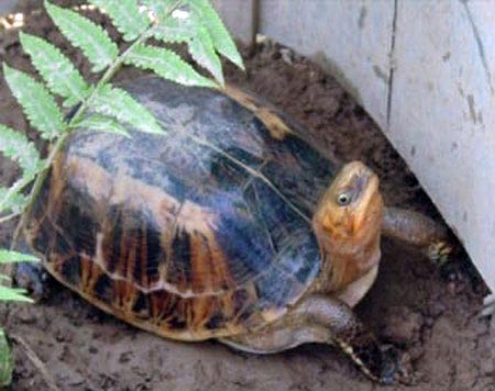 Cứu sống 34 cá thể rùa quý hiếm