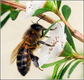Mật ong manuka có thể khống chế siêu vi trùng MRSA