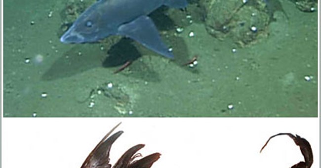 "Cá mập ma" được phát hiện lần đầu tiên
