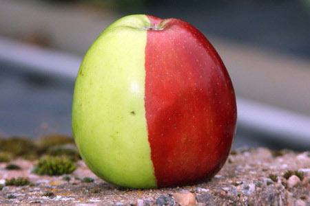 Phát hiện quả táo “phù thuỷ” với hai màu xanh, đỏ
