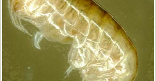 Úc: phát hiện 850 sinh vật mới dưới lòng đất