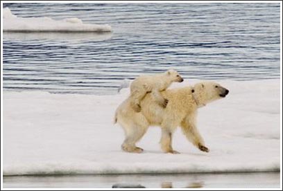 Hình ảnh hiếm hoi về gấu trắng cõng con ở Bắc Cực