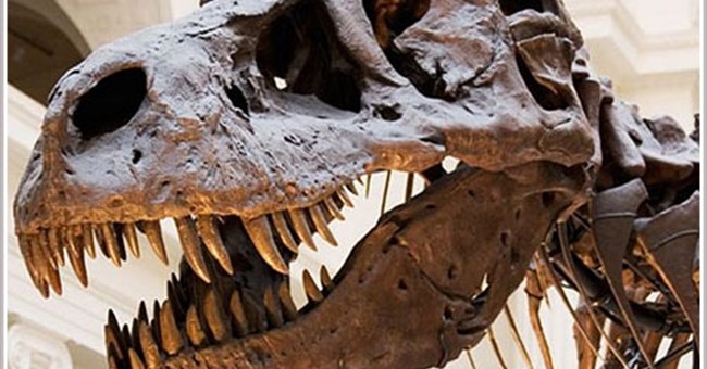 Khủng long bạo chúa có thể chết vì bệnh viêm họng