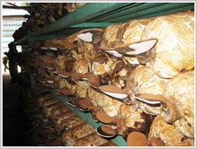 Thế giới Nấm ở Cát Tiên