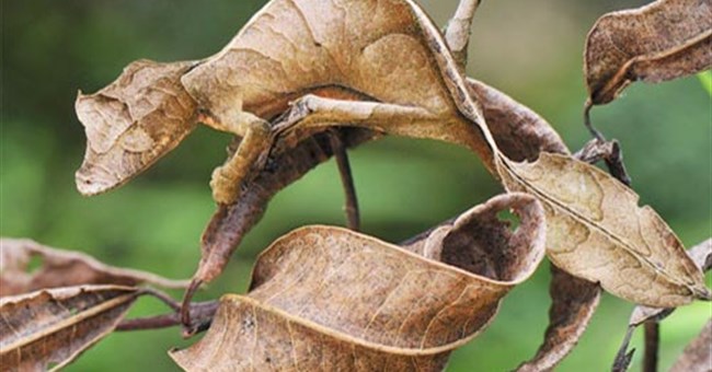 Thằn lằn ngụy trang lá mùa thu