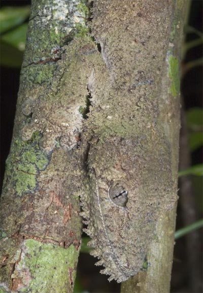 Thằn lằn ngụy trang lá mùa thu