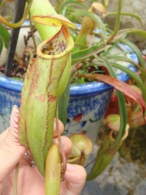 Vẻ đẹp “cây ăn thịt”