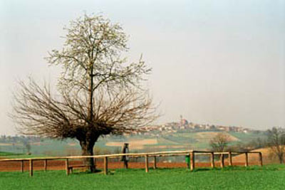 Hiện tượng cây mọc trên cây khác thường ở Italia