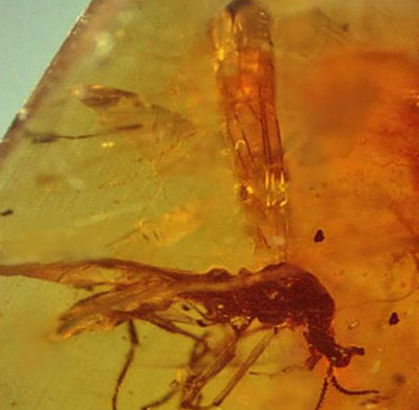 Phát hiện hoá thạch “cụ tổ” loài ruồi