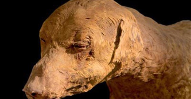 Khám phá xác ướp động vật ở Ai Cập