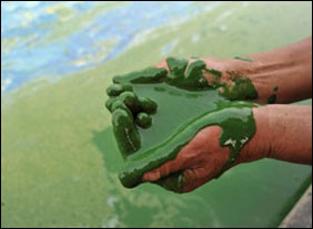 Nhiên liệu sinh học tuyệt vời từ tảo