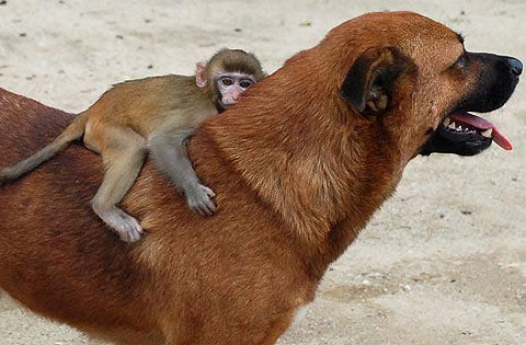 Ảnh đẹp động vật trong tuần