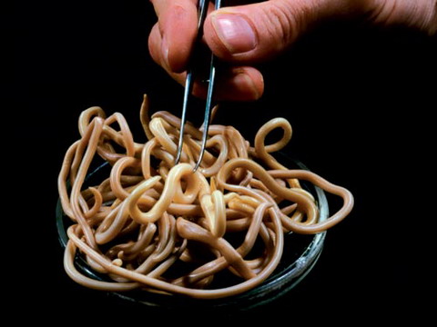10 kẻ thù nhỏ ăn bám trên cơ thể người