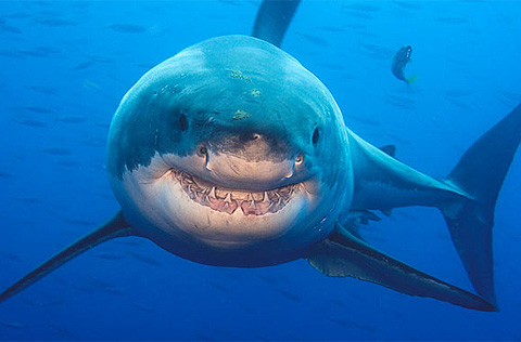 Đối mặt cá mập trắng
