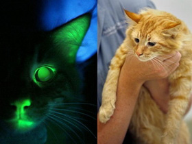 Mèo phát ra ánh sáng xanh nhờ biến đổi gene