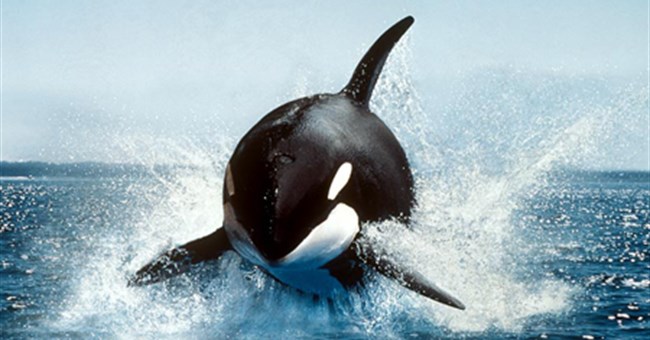 10 sát thủ đáng sợ nhất đại dương