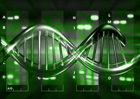 Thử nghiệm cấy ghép ADN người và động vật 