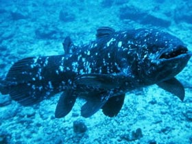 Nhật Bản ghi hình được loài cá “hóa thạch sống”