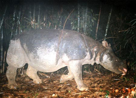 Tín hiệu về tê giác một sừng quý hiếm ở Việt Nam