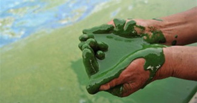 Nhiên liệu sinh học trong “tam giác quỷ” 3F