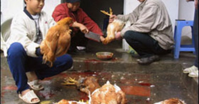 Cúm A/H5N1 trở lại 