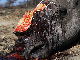 Nạn săn bắt tê giác gia tăng ở châu Á, châu Phi