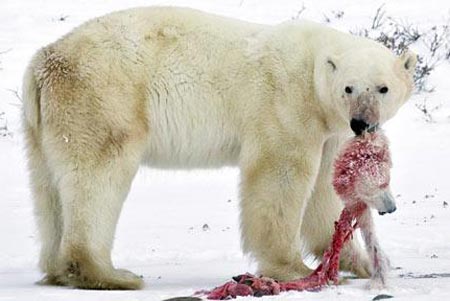 Gấu trắng tàn sát lẫn nhau