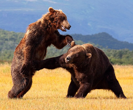 Cận cảnh cuộc chiến của gấu nâu