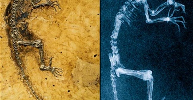 10 phát hiện khoa học đáng chú ý nhất trong năm