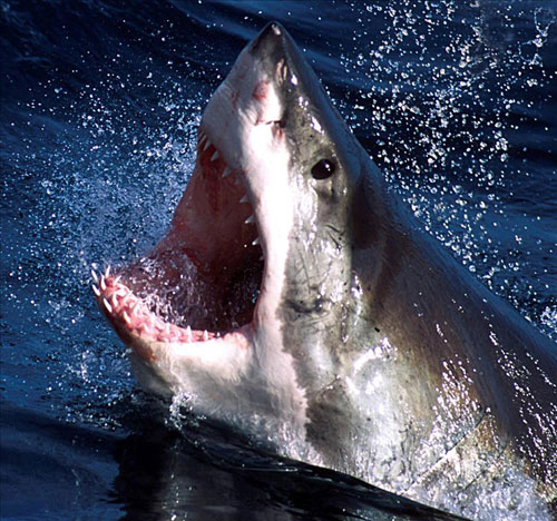 Cá mập trắng cắn nhầm mái chèo, gẫy 2 răng