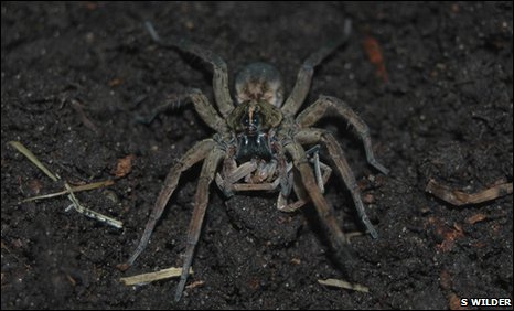 Vì sao nhện cái ăn thịt bạn tình sau khi "vui vẻ"?