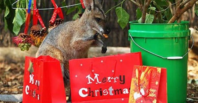 Động vật đón Giáng sinh