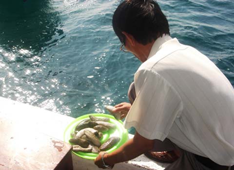 Thả hàng nghìn giống hải sản quý xuống biển
