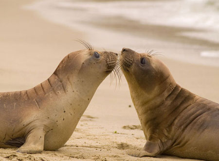 Nụ hôn trong thế giới động vật
