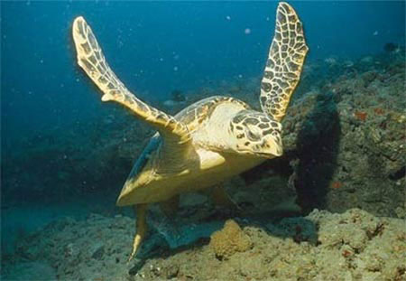 Thay đổi lưỡi câu cá ngừ để cứu rùa biển