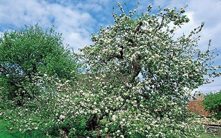 Những lời có cánh về thiên tài Isaac Newton
