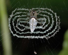 Mạng nhện càng đẹp càng 'độc'