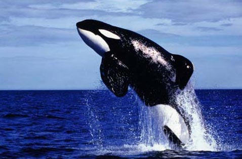 Phản bác luận điểm phải giết cá voi để nghiên cứu