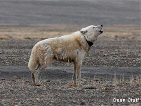 Giải mã bí mật về cuộc sống của loài sói Bắc Cực